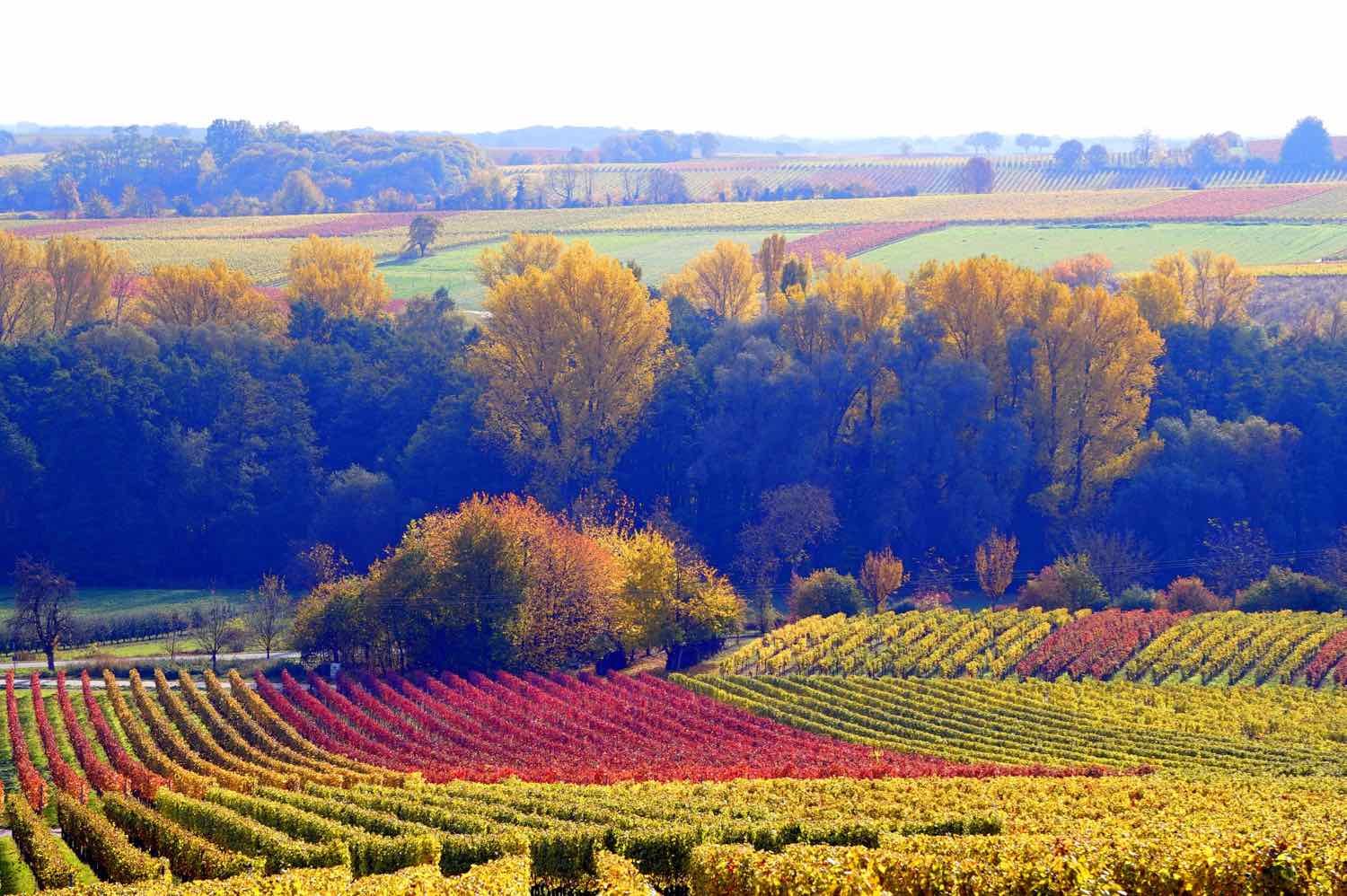 La route du Champagne par la Côte des blancs