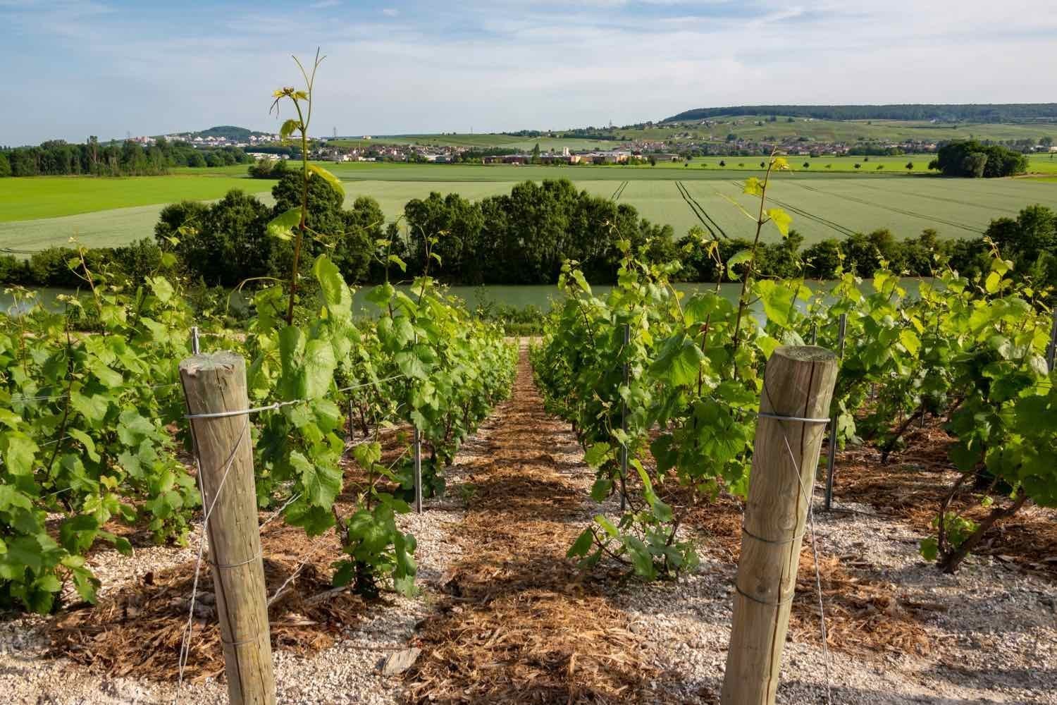 Tourisme-en-Champagne-05-2-1.jpg