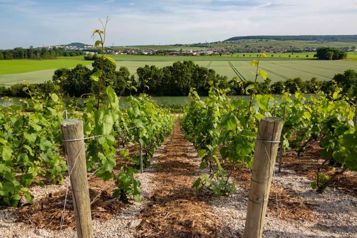 Tourisme-en-Champagne-05-2.jpg